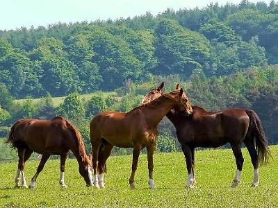 Beamish horses