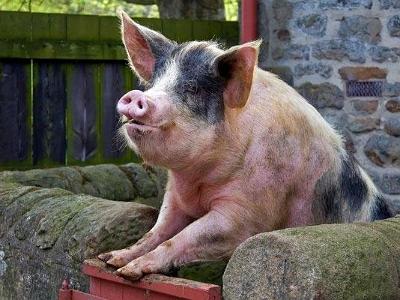 Beamish-pig