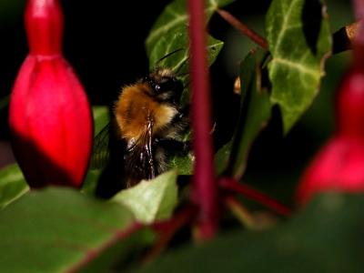 Bees-on-Fushia-20210828 0007