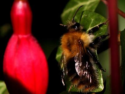 Bees-on-Fushia-20210828 0008