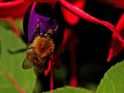 Bees-on-Fushia-20210828 0011