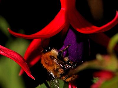 Bees-on-Fushia-20210828 0013