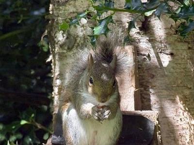 Happy squirrellarge