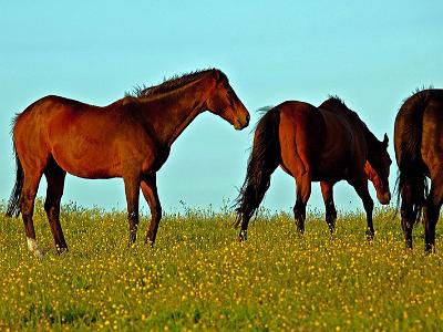 Horses005