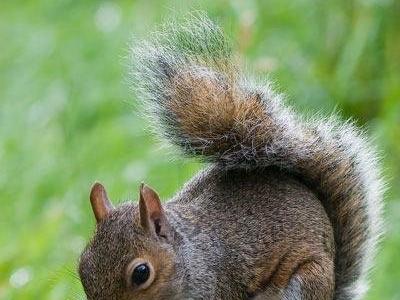 squirrell-2