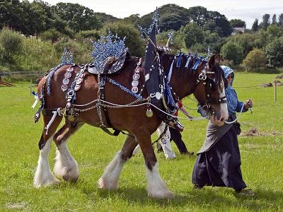 Shire-horse-1