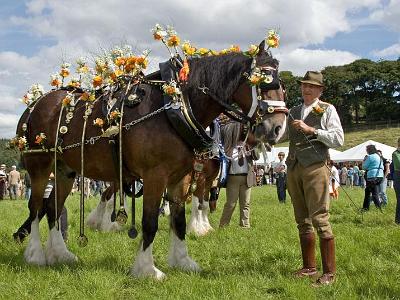 Shire-horse-2