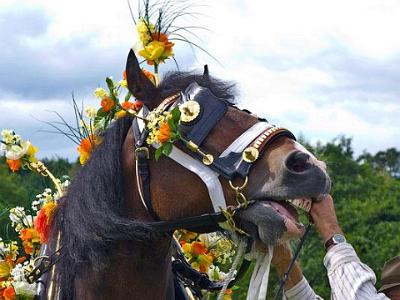 Shire-horse-3