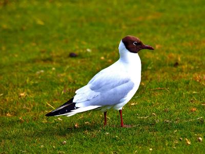 Black-headed-Gull2021-06-16-006