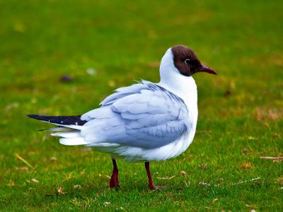 Black-headed-Gull2021-06-16-007