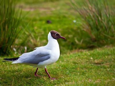 Black-headed-Gull2021-06-16-008