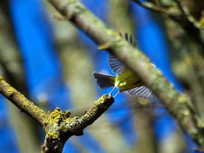 Blue-Tit202103