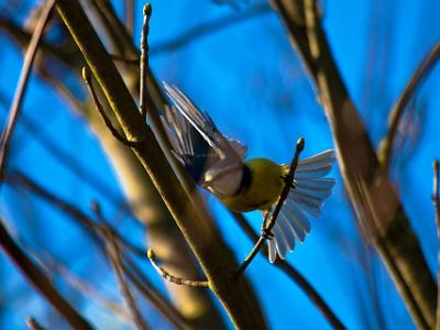 Blue-Tit202156