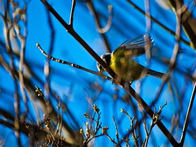 Blue-Tit202157