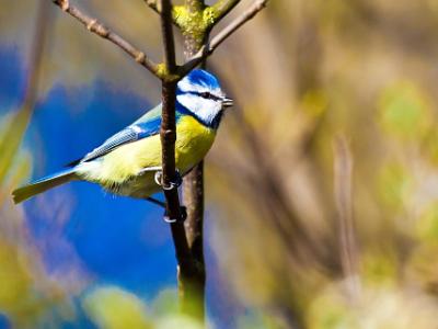 Blue-Tit202172