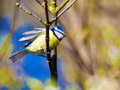 Blue-Tit202173