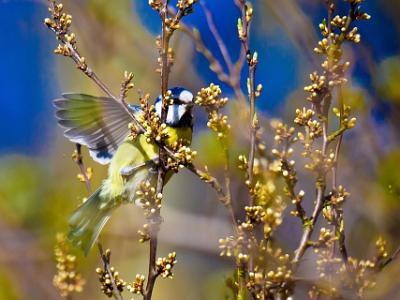 Blue-Tit202177