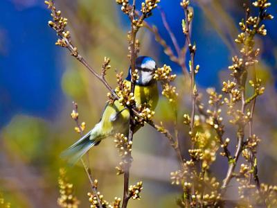 Blue-Tit202178