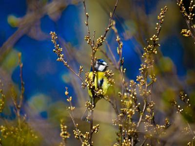 Blue-Tit202180