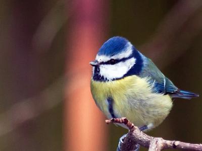 Blue-tit1