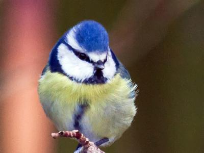 Blue-tit2