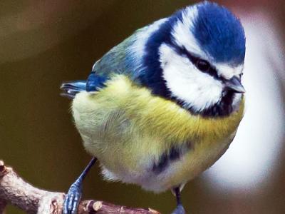 Blue-tit3