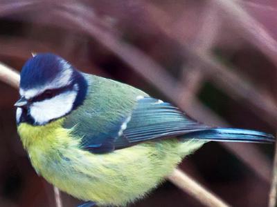 Blue-tit4