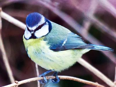 Blue-tit5