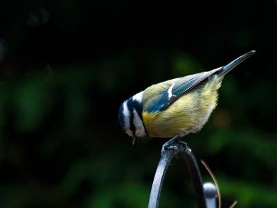 Bluetit-001