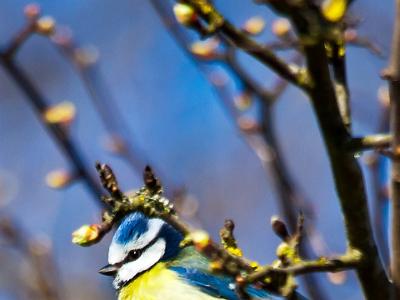 Bluetit202102