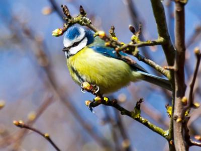 Bluetit202104