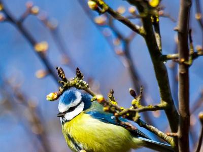 Bluetit202105