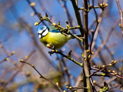 Bluetit202110