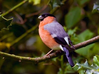 Bullfinch