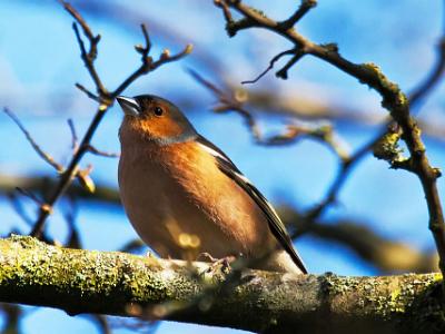 Chaffinch202101