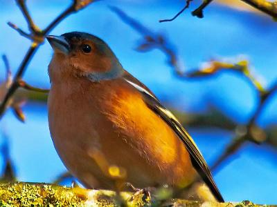 Chaffinch202102