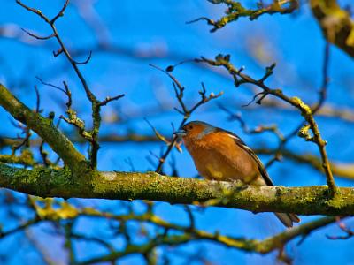 Chaffinch202105