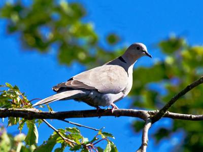 Collared-Dove202206220019