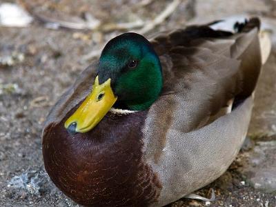 Duck 0012