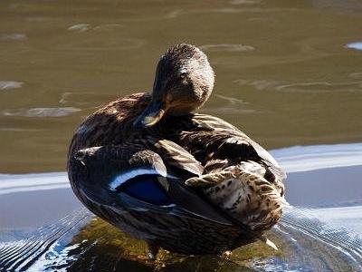 Duck 0022