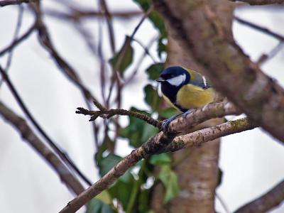 Great-tit1