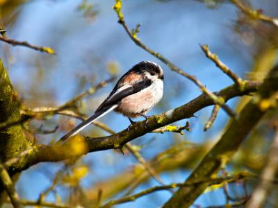 Long-tailed-tit-202101