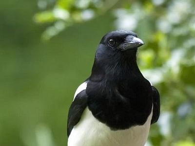 Magpie