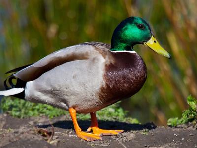 Mallard-Duck-202105