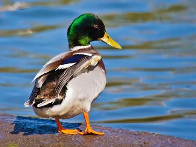 Mallard-Duck-202106