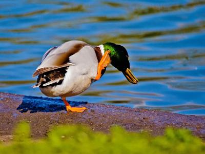 Mallard-Duck-202107