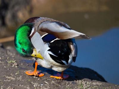 Mallard-Duck-202108