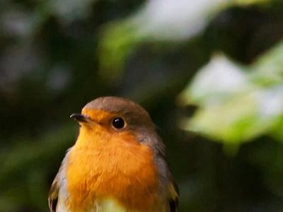 Robin 0024