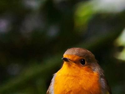 Robin 0025