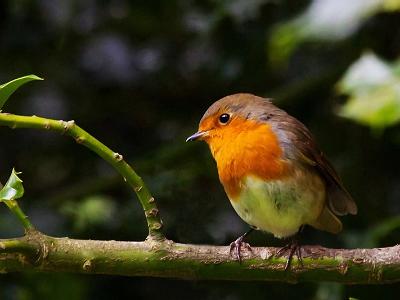 Robin 0028